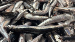 Palamuttan umduğunu bulamayan balıkçıların yüzünü hamsi güldürdü