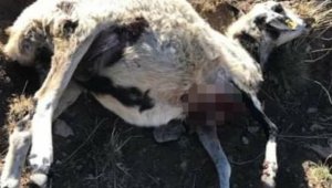 Ağrı'da kurtlar 20 koyunu telef etti