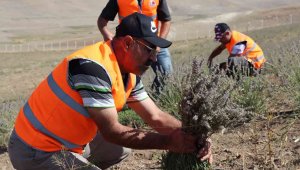 Çat'dan lavanta kokusu...