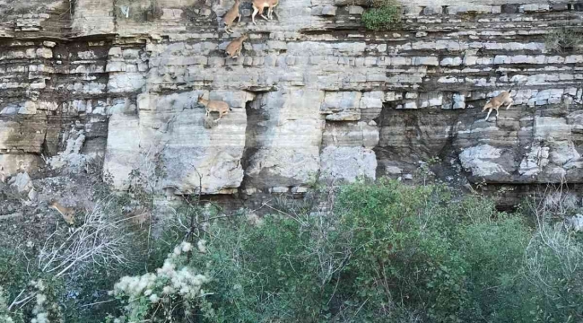 Dik kayalıklara tırmanan yaban keçileri görenleri şaşkına çevirdi