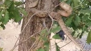 Elazığ'da 2 metrelik yılan paniği