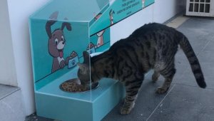 Erzurum sokak hayvanlarının yanında