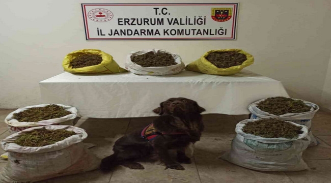 Erzurum'da 45 kilogram kubar esrar ele geçirildi