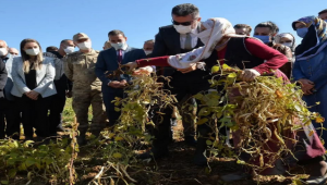 İspir Fasulyesi'nin hasadına başlandı