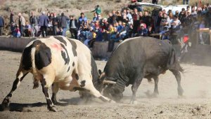 İspir'de panayır coşkusu, geleneksel boğa güreşleri nefes kesti