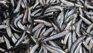 Palamut tezgahlara gelmeyince, ilgi hamsiye kaydı