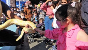 Piton yılanı ile korkularını yenmeye çalıştılar