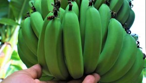 Üreticide 6 TL olan muz, market ile pazarlarda 10 TL ve altına düştü