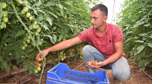 Üreticiden 13 TL'ye çıkan kokteyl domates marketlerde 23 TL'ye satılıyor