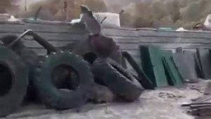 Yavru ayılar sanayi sitesine indi