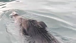 Bu kez denizden balık değil 'yaban domuzu' çıktı