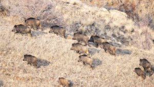 Doğa fotoğrafçısı, öyle bir sürüyle karşılaştı ki...