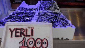 Hamsi bereketi sürüyor, istavrit azaldı