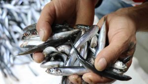 Hamsi fiyatlarının düşmesini bekleyenlere kötü haber: 20 TL oldu