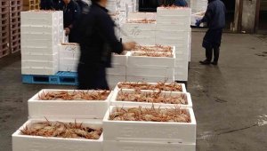 Japonya'daki açık artırmada kar yengecine 427 bin liralık rekor fiyat