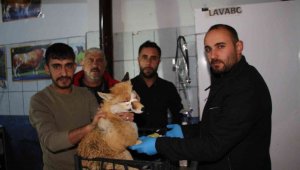 Otomobilin çarptığı tilkiyi tedavi ettirdiler