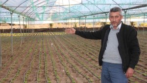 Türkiye'nin yüzde 50 marul ihtiyacını bu bölge sağlıyor