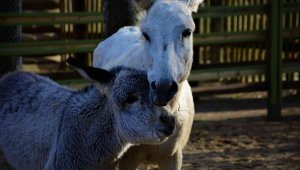 Emekliliğin tadını çıkartan eşekler