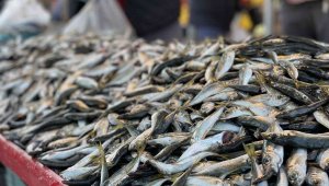 Hamsinin tahtını istavrit aldı