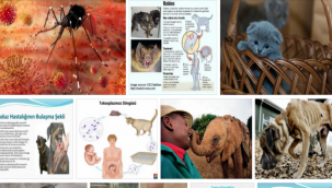 Hayvanlardan insanlara geçen 200 hastalık var