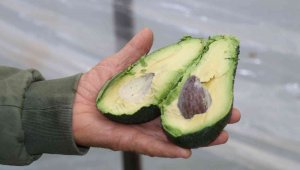 Korona virüs avokado üretimini arttırdı, üretici talebe yetişemiyor