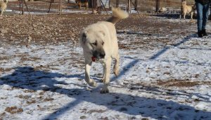 Laboratuvar köpeği olan pitbullar insan elinde katilleşiyor