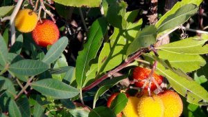 Tabiattaki binlerce yıllık şifa iksirleri