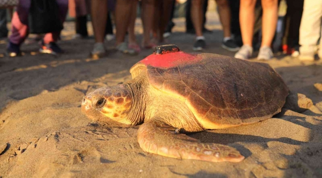 6 milyon kişinin izlediği kaplumbağa Tuba Hırvatistan'a ulaştı