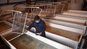 Büyükşehir'den yeni bir hamle yatırım daha: Yavru alabalık üretim tesisi