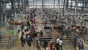 Erzurum'daki Canlı Hayvan Borsası, Türkiye'de adeta rol modeli oldu