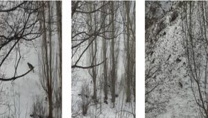 Nesli tükenmekte olan vaşak Erzurum'da kameraya yakalandı