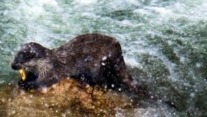 Oltu'da su samuru objektiflere yakalandı