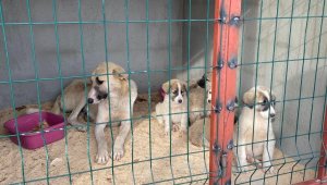 Pasin Ovası Belediyeler Birliği Hayvan Barınağı açıldı