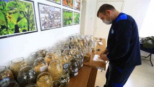 Türkiye'nin 80 iline yerel tohum dağıtımı 1 Şubat'ta başlıyor