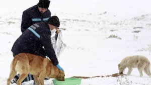 Yaban ve doğal hayata koruma