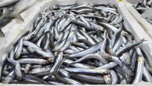 Yerli hamsi kendini tezgahlarda pahalı gösterdi: Kilosu 50 lira