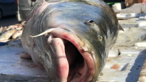 80 kiloluk dev balık tezgâhta alıcı buluyor