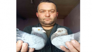 Araba fiyatına güvercin