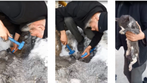 Buzlanan boruda mahsur kalan kediyi böyle kurtardı