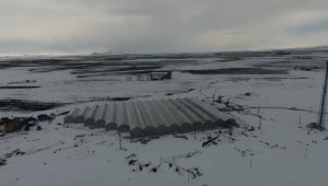 Eksi 30 derecede Hindistan cevizi kabuğunda 25 ton domates üretecekler