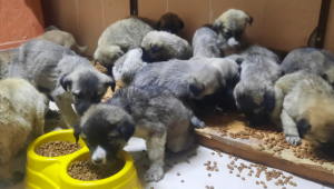 Erzurum'da 5 yıldızlı hayvan bakımevi