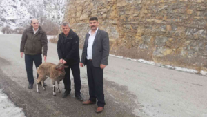 Köpeklerin yaraladığı yaban keçisi tedavi edilecek