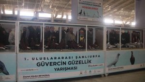 Milyon liralık güvercinler dudak uçuklattı