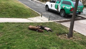 Olacağı buydu; Kendilerine saldıran Pitbull köpekleri tabancayla öldürdüler