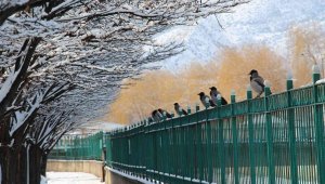 Oltu'da karga istilası