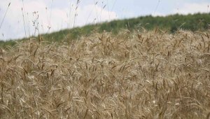 Türk buğdayından Arap ve Afrika ekmeği, Rus buğdayından ise Türk ekmeği yapılıyor