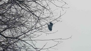 Ağaçta donan kuş asılı kaldı