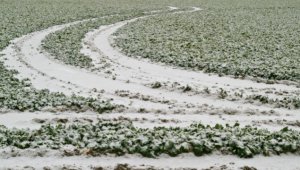 Bilim adamı uyardı, ani ısı düşüşleri verimi etkileyebilir