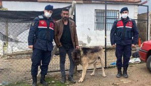 Çaldığı köpeği siyaha boyadı