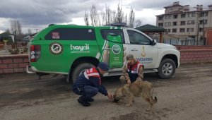 Jandarma yaban hayatı unutmadı